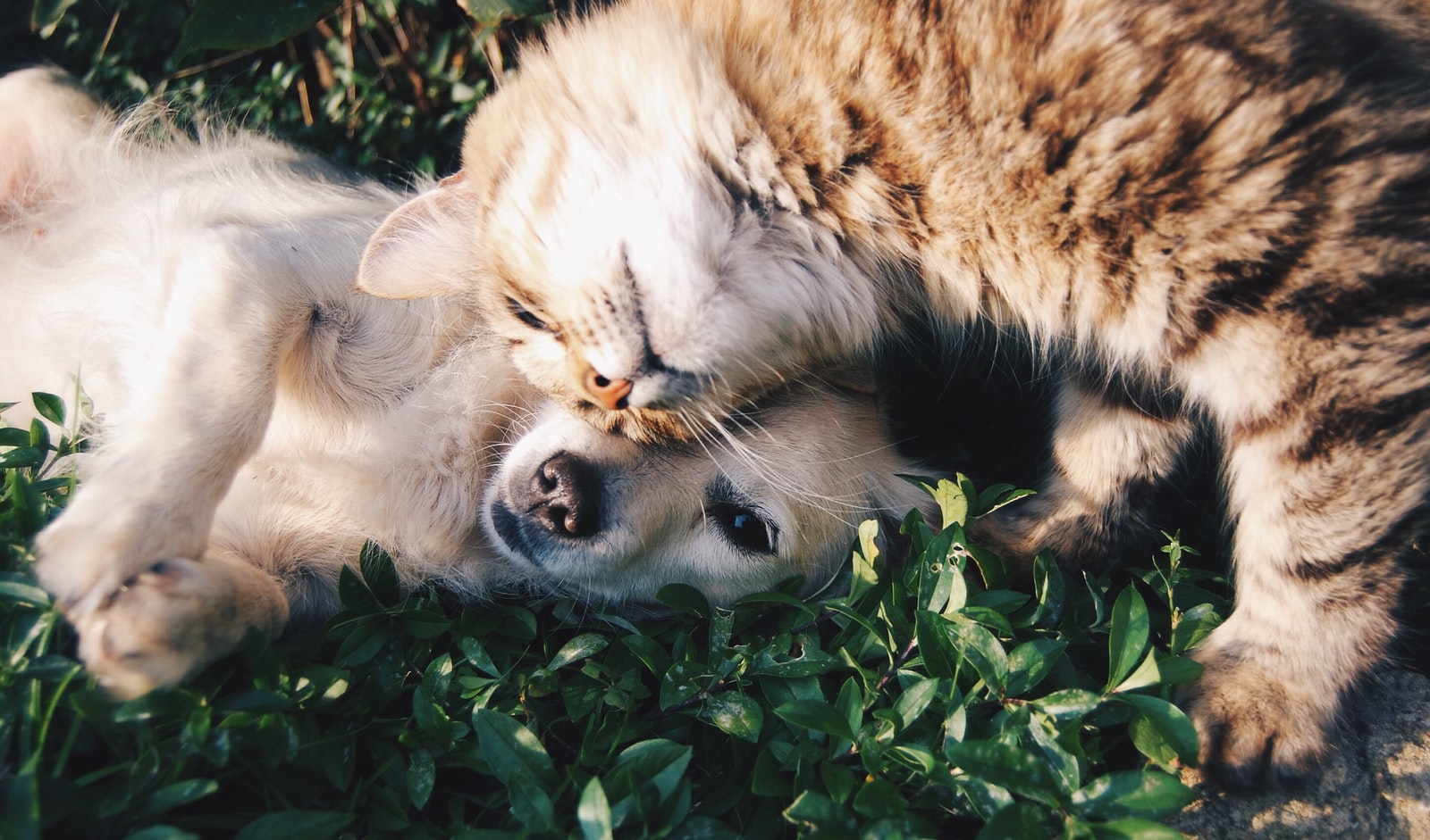 Veterinary Equipment - Four Pawz