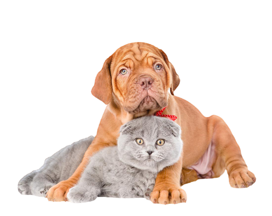 Vet supplies - Four Pawz