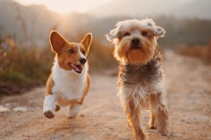 Choosing the Right Dog Breed for Your Lifestyle