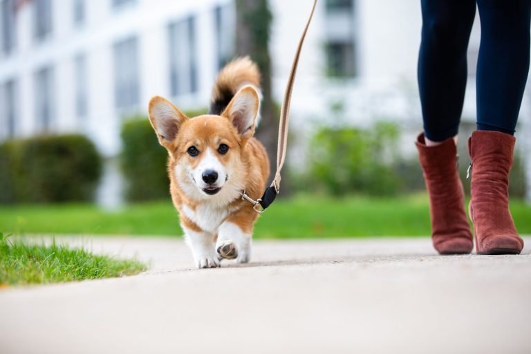 How to Walk a Puppy for the First Time: Our Easy Guide
