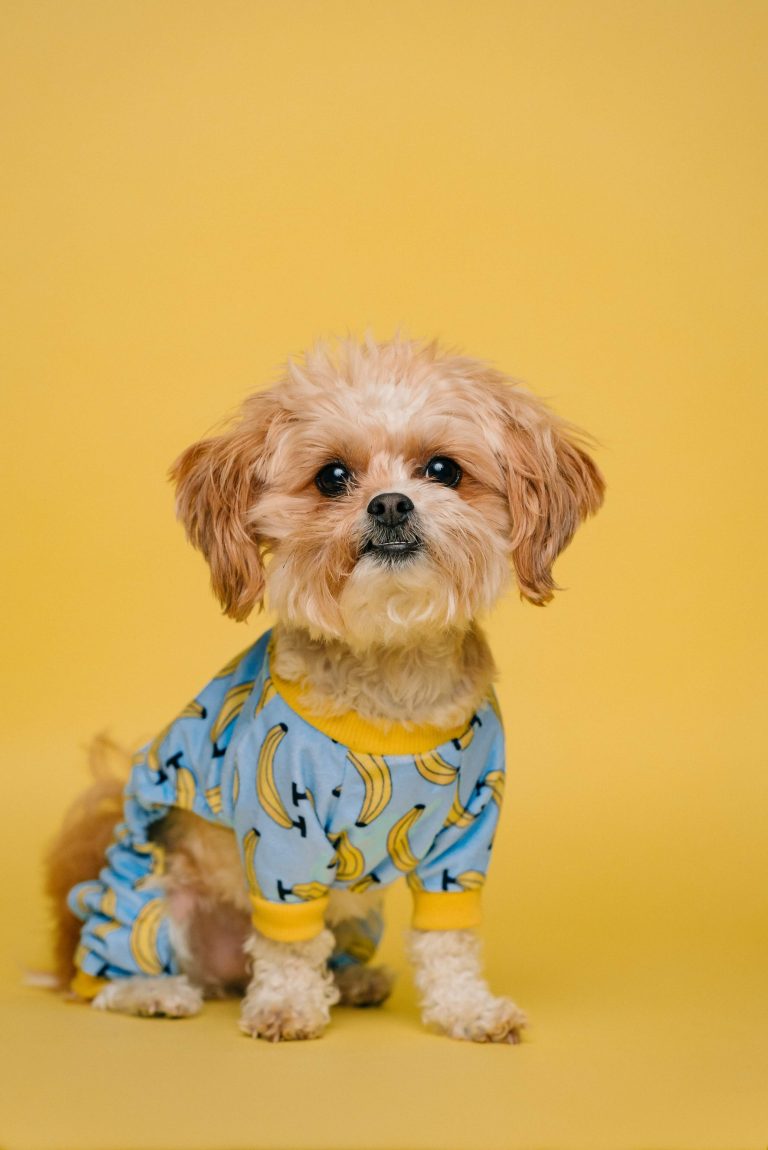 Animal Welfare vs. Animal Rights: Understanding the Key Differences