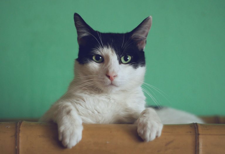 Cruelty-Free Living:  How To Support Animal-Friendly Products
