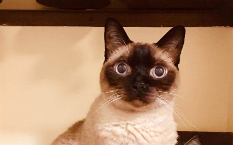 Caring for Cats and Dogs with Kidney Diseases