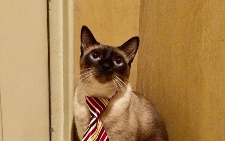 Managing Diabetes in Cats and Dogs: A Comprehensive Guide