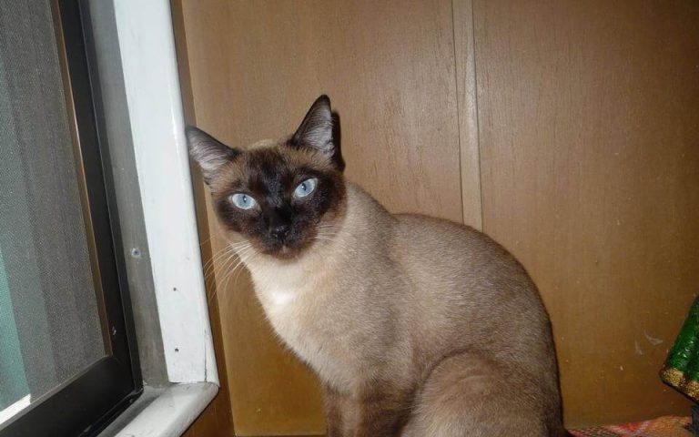 Gut Cancer in Cats: Symptoms and Treatment